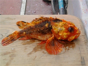 Чудо-рыбу выловили алуштинские рыбаки. Фото КП 