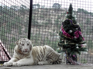 Тигрюля перехитрила весь зоопарк: три месяца никто даже не подозревал, что она беременна. Фото предоставлено Ялтинским зоопарком «Сказка»
