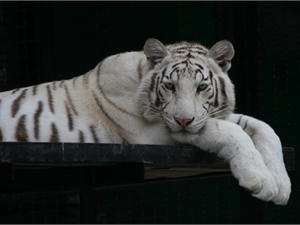 Сотрудники зоопарка ожидают, что тигрица принесет как минимум двоих малышей.Фото из архива «КП».