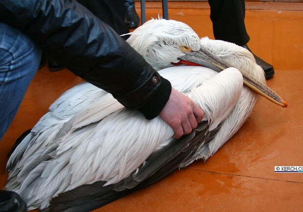 Пеликан был весь во льду и не мог взлететь. Фото kerch.com.ua