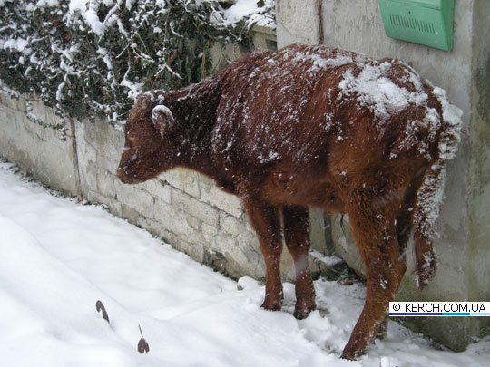 Новость - События - Фотофакт: в Крыму на протяжении трех дней на улице мерзнет брошенный теленок