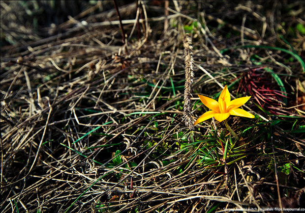 Новость - Досуг и еда - Фотофакт: в крымских горах уже вовсю цветут крокусы