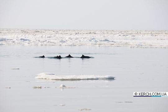 Новость - События - Фотофакт: застрявшие во льду у берегов Крыма дельфины уже на свободе