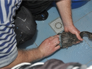 Лебедят отмывали обычным мылом. Фото пресс-службы Севастопольского дельфинария