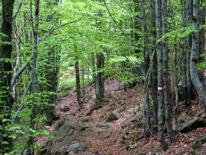 В крымских лесах можно потерять не только тропинку. Фото perekop.info.