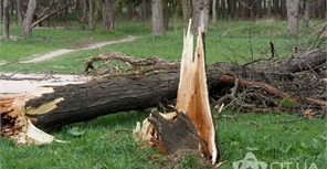 Сухие деревья могут упать на головы симферопольцам в любой момент. Фото: cit.ua 