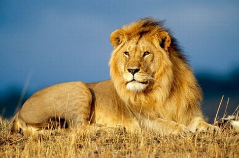 Уже в эти выходные ко львам запустят зрителей. Фото givotnie.com
