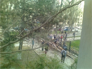 Огромное дерево едва не раздавило 22-летнюю крымчанку. Фото предоставлено очевидцами. 