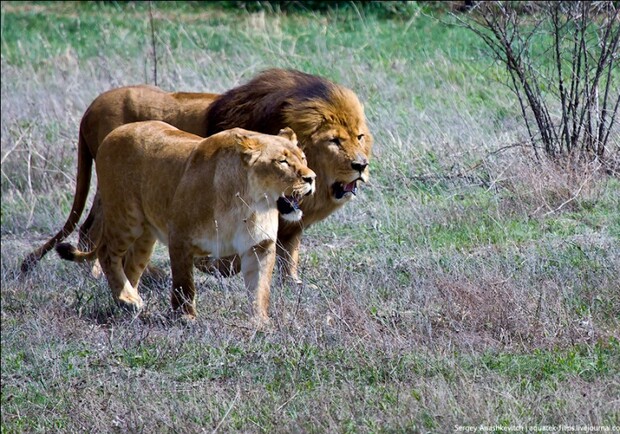 Новость - Люди города - В парке "Тайган" львы гуляют парами и разрывают куски мяса на глазах у туристов 