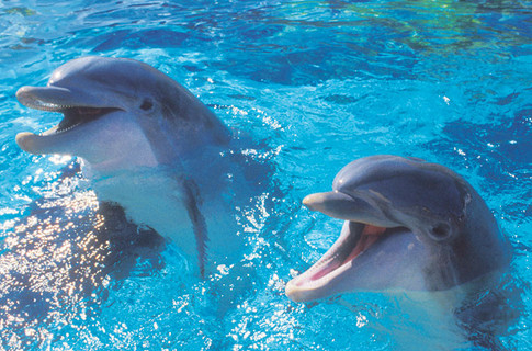 В Крыму браконьеры убивают дельфинов. Фото: d-d.by