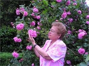 Цветение роз продлится до середины июня. Фото из архива «КП»