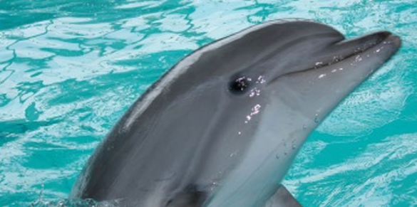 Ультразвуковой отдых с дельфином.