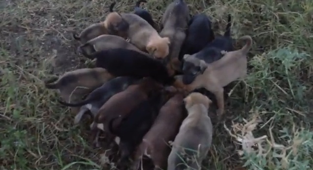 Голодных щенков случайно нашли местные жители. Кадр из видео.