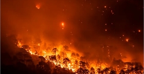 Леса горят из-за туристов.