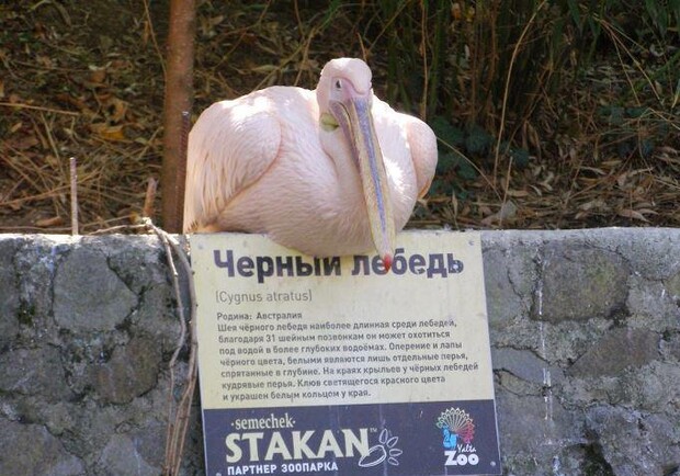 Новость - Досуг и еда - В Ялтинском зоопарке пеликан решил стать черным лебедем 