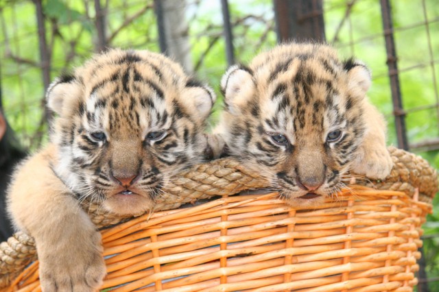 Амурская тигрица по кличке Зара родила 6 тигрят. Фото пресс-службы зоопрака