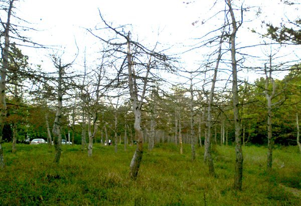 Хвойные деревья массово гибнут. Фото: sobytiya.info