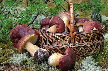 В лесах Крыма много "ложных" грибов. Фото: liveinternet.ru 