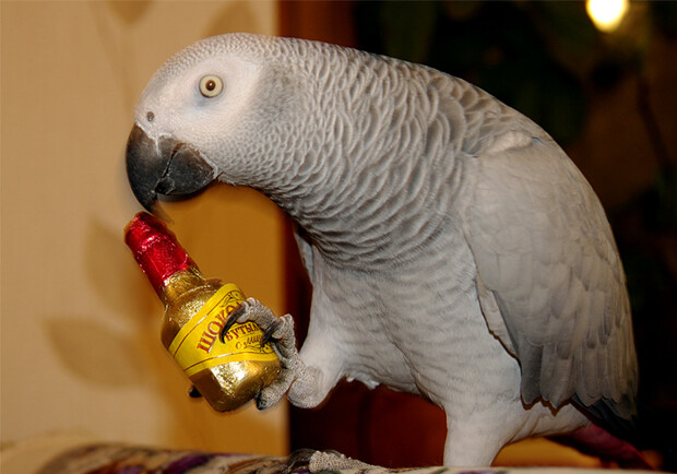Попугаи жако считаются одними из самых умных попугаев. Фото: clubs.ya.ru
