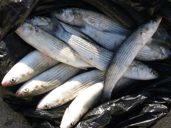 Крымчанам запретили рыбачить в прибрежной зоне. Фото: kavkazfishing.ru