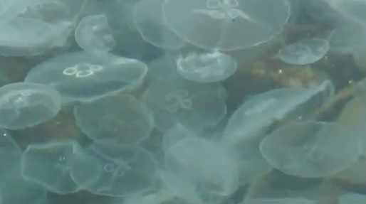 Медузы напоминают тонкую корку льда, которая покрыла бухту. Фото: кадр из видео