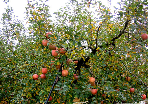 Фото с сайта www.japanonly.ru В Крыму снова зацветут фруктовые сады