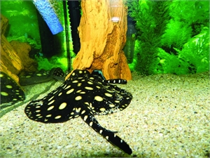 Скат-леопольди. Фото предоставлено Алуштинским аквариумом