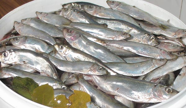 Фото с сайта www.trialfish.com.ua Севастопольские рыбаки все чаще вылавливают такую "мелочь"