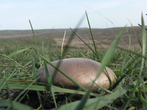 Собирать грибы можно только для себя. Фото: www.evpatori.ru 