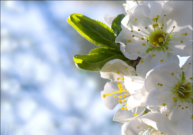 Новость - Досуг и еда - В осенний Севастополь "пришла весна": на деревьях зацвели цветы ВИДЕО