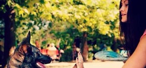 Бери пример: 20 счастливых животных, которых приютили крымчане