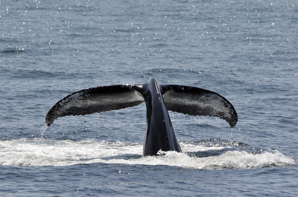 Новость - События - Необычный груз: из Крыма на пароме увезли китов