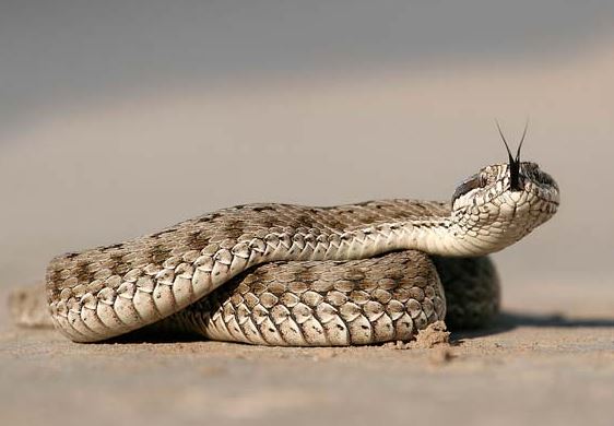 Новость - События - Фотофакт: симферопольцев атакуют змеи