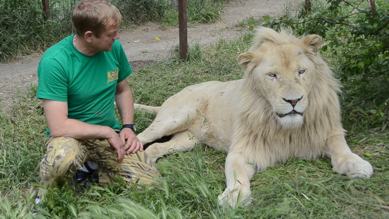 Новость - События - Стало известно, что сделали с укусившим в "Тайгане" туристку львом