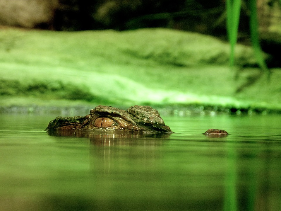 Новость - События - Фото: на крымском пляже всплыл мертвый крокодил