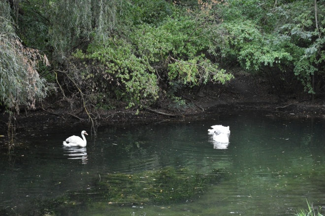 Новость - Досуг и еда - Фотофакт: в Гагаринском парке появились белые лебеди