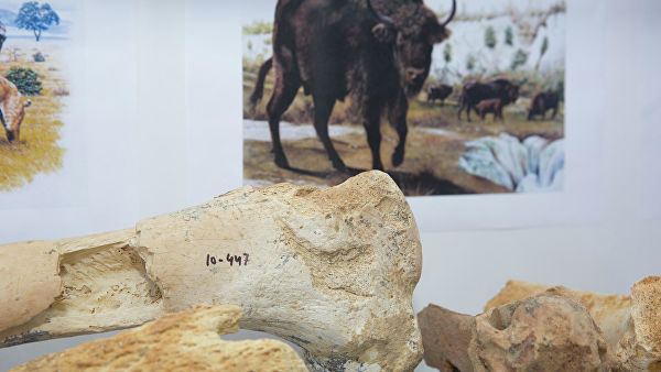 В Крыму открылась выставка из останков животных, которые нашли в пещере «Таврида»