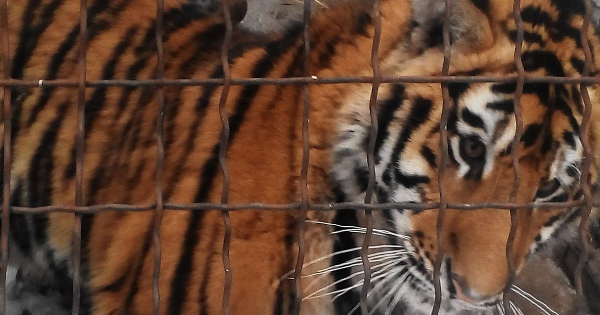В зооуголке Детского парка Симферополя скончался молодой амурский тигр 