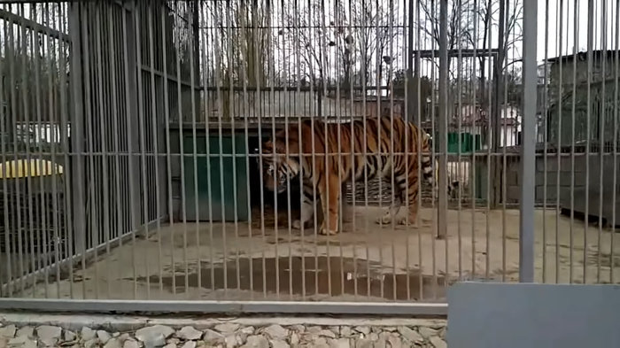 Стали известны подробности смерти тигра из симферопольского зооуголка