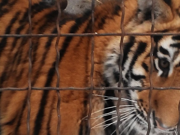 В смерти тигра Алтая крымчане винят условия зооуголка в Детском парке