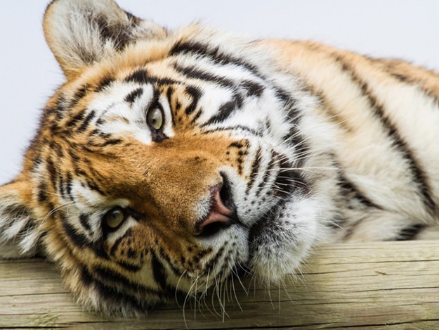 Кого и как наказали после смерти амурского тигра в Детском парке Симферополя