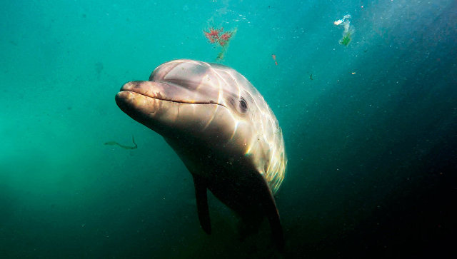 В Крыму замечен дельфин-мутант