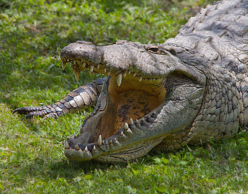 Кто и зачем расчленил привезенных в Симферополь крокодилов
