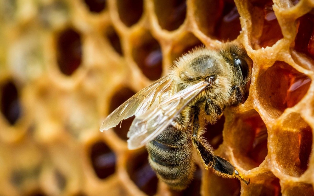 В Крыму массово гибнут пчелы