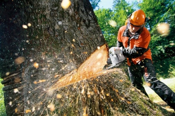 Специалисты разрешили вырубить 37 деревьев в Симферополе