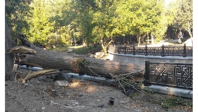 В Симферополе дерево разбило новое ограждение на набережной Салгира
