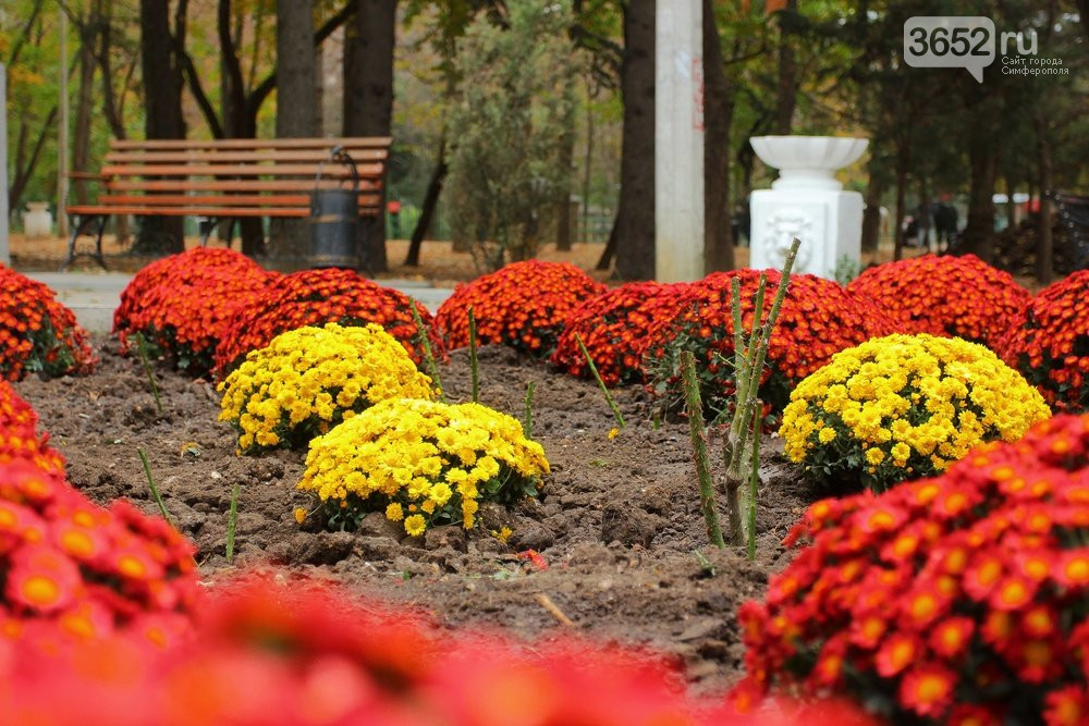 В Детском парке Симферополя начали высаживать 350 кустов шарообразных хризантем сорта Дора
