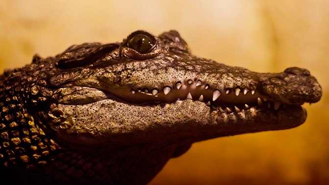 Почему в Симферополе нашли головы крокодилов