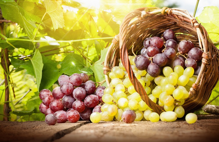 Урожай винограда в Крыму в этом году стал рекордным за пять лет