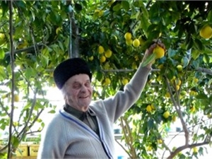 В год Асан Алимов выращивает 350-400 кг лимонов. Фото с сайта kp.ua